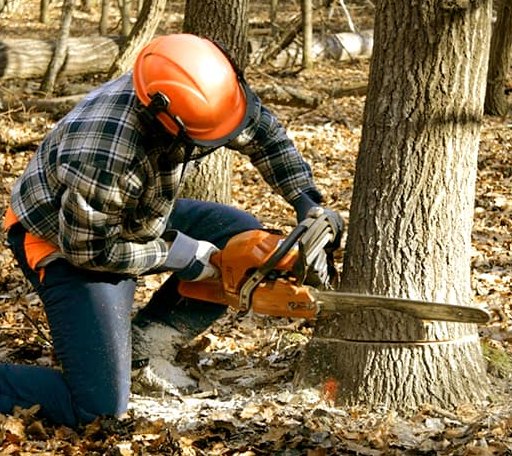 Tree Removal in Merrimac, MA